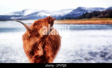 Freche Highland-Kuh, die seine Zunge rausstreckt Stockfoto