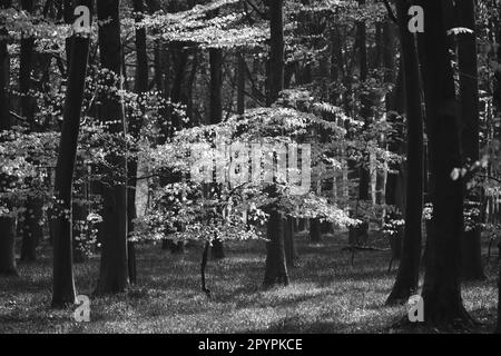 Sonnenbeleuchtete Wälder in Schwarzweiß Stockfoto