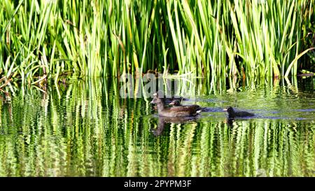 Moorhen-Jugendlicher mit drei Moorhen-Küken auf einem ruhigen Teich mit Reflexionen von Schilf Stockfoto