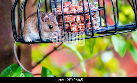 Maus stiehlt Nüsse von einem Vogelfutter Stockfoto