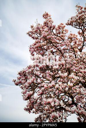 Viele Magnolienblüten in einem Baum blühten Stockfoto