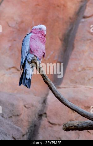 Wunderschönes Porträt eines GALAH Cockatoo, Eolophus Roseicapilla hoch oben auf einem Ast Stockfoto