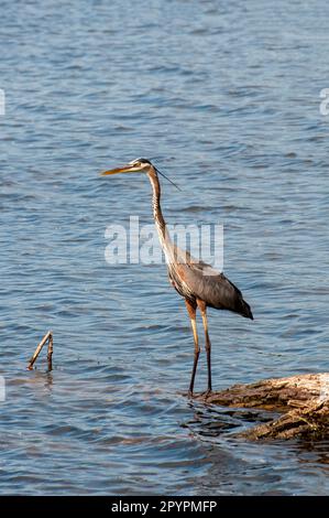 Vadnais Heights, Minnesota. Vadnais Lake Regional Park. Großer Blaureiher, Ardea herodias, steht auf einem umgestürzten Baum im See. Stockfoto