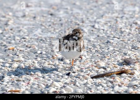 Nach Florida. Erwachsener Ruddy Turnstone (Arenaria Interpres) mit Wintermantel, der auf einem Bein zwischen den Muscheln auf Sanibel Island steht. Stockfoto