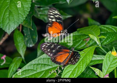 St. Paul, Minnesota. Como Park Schmetterlingsgarten. Ein Tiger-Longwing-Schmetterling, Heliconius Hecale, der sich mit einem anderen Longwing paaren will. Stockfoto