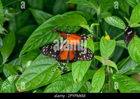 St. Paul, Minnesota. Como Park Schmetterlingsgarten. Ein Tiger-Longwing-Schmetterling, Heliconius Hecale, der sich mit einem anderen Longwing paaren will. Stockfoto