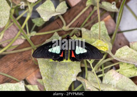 Schmetterlingsgarten. Mackinac Island, Michigan. Pink Cattleheart, Parides eurimedes. Stockfoto