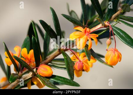 Barberry „Orange King“, Berberis „Orange King“ Stockfoto