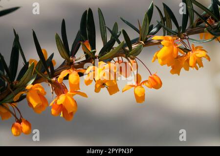 Berberis 'Orange King', Berberis linearifolia Stockfoto