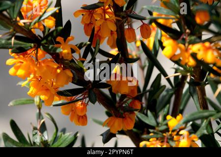 Orange Berberis linearifolia „Orange King“ blüht, Sträucher Stockfoto