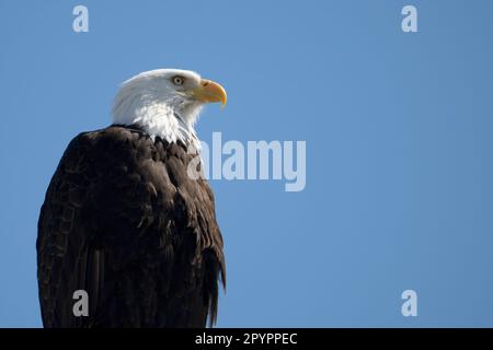 Reifer Weißkopfseeadler (Haliaeetus leucocephalus) hoch oben am blauen Himmel, Cattle Point Natural Resources Conservation Area, San Juan Island, Washington, Stockfoto