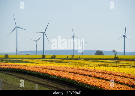 Magdeburg, Deutschland. 3. Mai 2023. In Schwaneberg blühen Tulpenfelder in der Nähe von Magdeburgs größten Tulpenfeldern in der Nähe des Dorfes Schwaneberg, 15 Kilometer von Magdeburg, Sachsen-Anhalt entfernt, und ziehen jedes Jahr Ende April und Anfang Mai Einheimische und Touristen an. Die Felder gehören dem Familienunternehmen Degenhardt-Sellmann, einem der größten Tulpenproduzenten in Deutschland. (Kreditbild: © Yauhen Yerchak/SOPA Images via ZUMA Press Wire) NUR REDAKTIONELLE VERWENDUNG! Nicht für den kommerziellen GEBRAUCH! Stockfoto