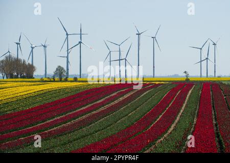 Magdeburg, Deutschland. 3. Mai 2023. In Schwaneberg blühen Tulpenfelder in der Nähe von Magdeburgs größten Tulpenfeldern in der Nähe des Dorfes Schwaneberg, 15 Kilometer von Magdeburg, Sachsen-Anhalt entfernt, und ziehen jedes Jahr Ende April und Anfang Mai Einheimische und Touristen an. Die Felder gehören dem Familienunternehmen Degenhardt-Sellmann, einem der größten Tulpenproduzenten in Deutschland. (Kreditbild: © Yauhen Yerchak/SOPA Images via ZUMA Press Wire) NUR REDAKTIONELLE VERWENDUNG! Nicht für den kommerziellen GEBRAUCH! Stockfoto