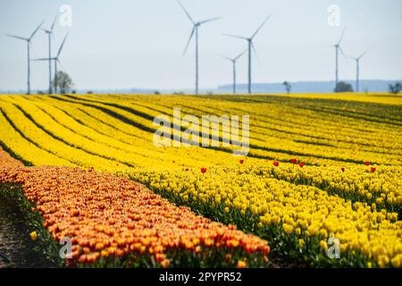 Magdeburg, Deutschland. 3. Mai 2023. In Schwaneberg blühen Tulpenfelder in der Nähe von Magdeburgs größten Tulpenfeldern in der Nähe des Dorfes Schwaneberg, 15 Kilometer von Magdeburg, Sachsen-Anhalt entfernt, und ziehen jedes Jahr Ende April und Anfang Mai Einheimische und Touristen an. Die Felder gehören dem Familienunternehmen Degenhardt-Sellmann, einem der größten Tulpenproduzenten in Deutschland. (Kreditbild: © Yauhen Yerchak/SOPA Images via ZUMA Press Wire) NUR REDAKTIONELLE VERWENDUNG! Nicht für den kommerziellen GEBRAUCH! Stockfoto