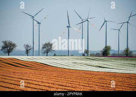 Magdeburg, Deutschland. 3. Mai 2023. In Schwaneberg blühen Tulpenfelder in der Nähe von Magdeburgs größten Tulpenfeldern in der Nähe des Dorfes Schwaneberg, 15 Kilometer von Magdeburg, Sachsen-Anhalt entfernt, und ziehen jedes Jahr Ende April und Anfang Mai Einheimische und Touristen an. Die Felder gehören dem Familienunternehmen Degenhardt-Sellmann, einem der größten Tulpenproduzenten in Deutschland. (Kreditbild: © Yauhen Yerchak/SOPA Images via ZUMA Press Wire) NUR REDAKTIONELLE VERWENDUNG! Nicht für den kommerziellen GEBRAUCH! Stockfoto