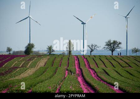 Magdeburg, Deutschland. 3. Mai 2023. In Schwaneberg blühen Tulpenfelder in der Nähe von Magdeburgs größten Tulpenfeldern in der Nähe des Dorfes Schwaneberg, 15 Kilometer von Magdeburg, Sachsen-Anhalt entfernt, und ziehen jedes Jahr Ende April und Anfang Mai Einheimische und Touristen an. Die Felder gehören dem Familienunternehmen Degenhardt-Sellmann, einem der größten Tulpenproduzenten in Deutschland. (Kreditbild: © Yauhen Yerchak/SOPA Images via ZUMA Press Wire) NUR REDAKTIONELLE VERWENDUNG! Nicht für den kommerziellen GEBRAUCH! Stockfoto