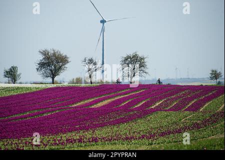 Magdeburg, Deutschland. 3. Mai 2023. In Schwaneberg blühen Tulpenfelder in der Nähe von Magdeburgs größten Tulpenfeldern in der Nähe des Dorfes Schwaneberg, 15 Kilometer von Magdeburg, Sachsen-Anhalt entfernt, und ziehen jedes Jahr Ende April und Anfang Mai Einheimische und Touristen an. Die Felder gehören dem Familienunternehmen Degenhardt-Sellmann, einem der größten Tulpenproduzenten in Deutschland. (Kreditbild: © Yauhen Yerchak/SOPA Images via ZUMA Press Wire) NUR REDAKTIONELLE VERWENDUNG! Nicht für den kommerziellen GEBRAUCH! Stockfoto