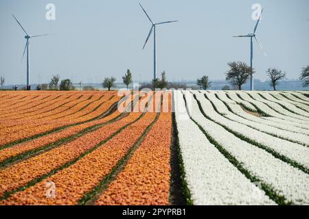 Magdeburg, Deutschland. 3. Mai 2023. In Schwaneberg blühen Tulpenfelder in der Nähe von Magdeburgs größten Tulpenfeldern in der Nähe des Dorfes Schwaneberg, 15 Kilometer von Magdeburg, Sachsen-Anhalt entfernt, und ziehen jedes Jahr Ende April und Anfang Mai Einheimische und Touristen an. Die Felder gehören dem Familienunternehmen Degenhardt-Sellmann, einem der größten Tulpenproduzenten in Deutschland. (Kreditbild: © Yauhen Yerchak/SOPA Images via ZUMA Press Wire) NUR REDAKTIONELLE VERWENDUNG! Nicht für den kommerziellen GEBRAUCH! Stockfoto