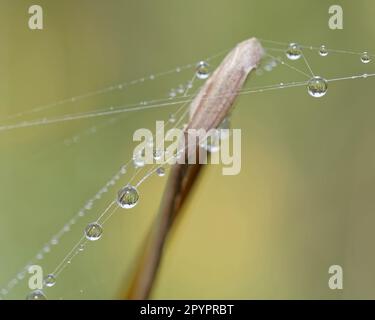 Wassertröpfchen, die an das Spinnennetz angeschlossen sind. Stockfoto