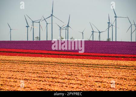 Magdeburg, Deutschland. 3. Mai 2023. In Schwaneberg blühen Tulpenfelder in der Nähe von Magdeburgs größten Tulpenfeldern in der Nähe des Dorfes Schwaneberg, 15 Kilometer von Magdeburg, Sachsen-Anhalt entfernt, und ziehen jedes Jahr Ende April und Anfang Mai Einheimische und Touristen an. Die Felder gehören dem Familienunternehmen Degenhardt-Sellmann, einem der größten Tulpenproduzenten in Deutschland. (Kreditbild: © Yauhen Yerchak/SOPA Images via ZUMA Press Wire) NUR REDAKTIONELLE VERWENDUNG! Nicht für den kommerziellen GEBRAUCH! Stockfoto