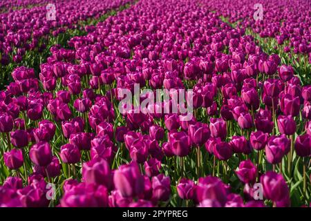 Magdeburg, Deutschland. 3. Mai 2023. In Schwaneberg blühen Tulpenfelder in der Nähe von Magdeburgs größten Tulpenfeldern in der Nähe des Dorfes Schwaneberg, 15 Kilometer von Magdeburg, Sachsen-Anhalt entfernt, und ziehen jedes Jahr Ende April und Anfang Mai Einheimische und Touristen an. Die Felder gehören dem Familienunternehmen Degenhardt-Sellmann, einem der größten Tulpenproduzenten in Deutschland. (Kreditbild: © Yauhen Yerchak/SOPA Images via ZUMA Press Wire) NUR REDAKTIONELLE VERWENDUNG! Nicht für den kommerziellen GEBRAUCH! Stockfoto