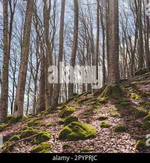 Im Frühling im Süden Serbiens im alten Buchenwald am Berghang Stockfoto