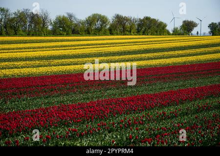 Magdeburg, Deutschland. 3. Mai 2023. In Schwaneberg blühen Tulpenfelder in der Nähe von Magdeburgs größten Tulpenfeldern in der Nähe des Dorfes Schwaneberg, 15 Kilometer von Magdeburg, Sachsen-Anhalt entfernt, und ziehen jedes Jahr Ende April und Anfang Mai Einheimische und Touristen an. Die Felder gehören dem Familienunternehmen Degenhardt-Sellmann, einem der größten Tulpenproduzenten in Deutschland. (Kreditbild: © Yauhen Yerchak/SOPA Images via ZUMA Press Wire) NUR REDAKTIONELLE VERWENDUNG! Nicht für den kommerziellen GEBRAUCH! Stockfoto