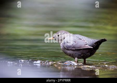 Jagd mit amerikanischem Dipper (Cinclus mexicanus) im Süßwasserstrom, Olney Creek, Sultan Basin Road, Cascade Mountains, Washington, USA Stockfoto