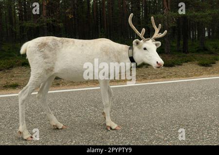 Weißes Hirsch auf einer Autobahn in Finnland an einem bedeckten Sommertag Stockfoto