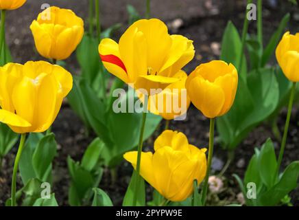 Darstellung von hellgelben Tulpen, einer mit einem roten Streifen, Leicester Square, London, UK, 30. April 2023 Stockfoto