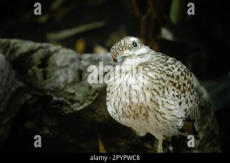 Gefleckter Dikkop (Burhinus capensis), der den Kopf neigt und auf den Betrachter schaut Stockfoto