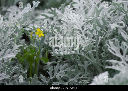 Einzelne Yallow-Blume inmitten von staubigen Müllerblättern Stockfoto