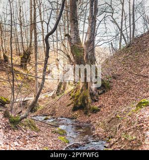 Im Frühling im Süden Serbiens im alten Buchenwald am Berghang Stockfoto