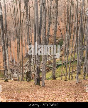 Im Frühling im Süden Serbiens im alten Buchenwald am Berghang Stockfoto
