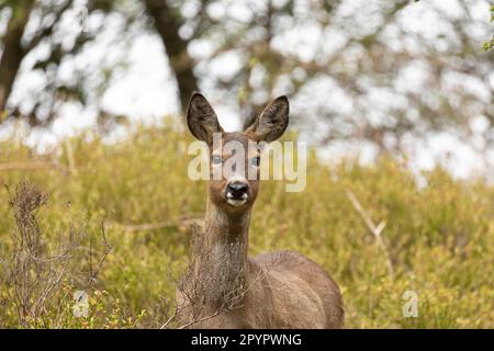 Ein Reh (Capreolus capreolus) Stockfoto