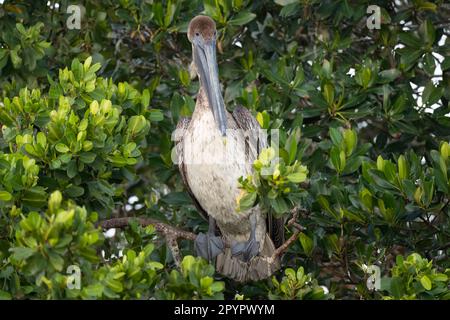 Brauner Pelikan in Mangrovenbäumen, Florida Stockfoto