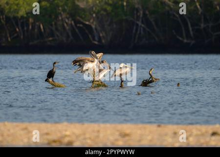 Brauner Pelikan, hoch oben auf einer Fanle mit Kormoranen, Florida Stockfoto