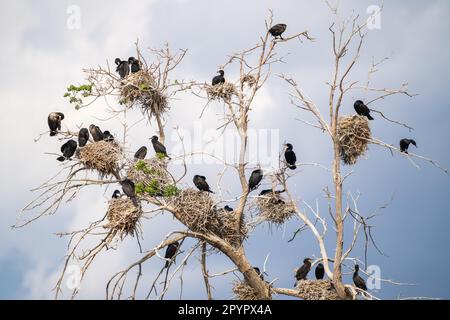 Kormoranvögel mit Doppelkammmuscheln, die in einem großen Fang nisten, oder einem toten Baum, mit Nestern, die überall verstreut sind, vor einem hellblauen Himmel mit Wolken. Stockfoto