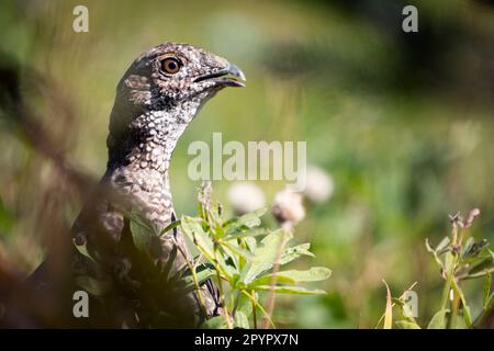 Weibliche Sooty Grouse (Dendragapus fuliginosus) auf subalpiner Wiese im Mount Rainier-Nationalpark in Washington, USA Stockfoto