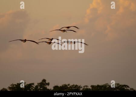 Braune Pelikane in der Flucht, Florida Stockfoto