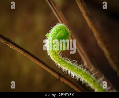 Nahaufnahme mit Farnfidlehead, aufgenommen auf einem sonnigen Hintergrund. Fiddleheads oder Wiesengrüner sind die gezackten Fronds eines jungen Farns und manchmal harv Stockfoto