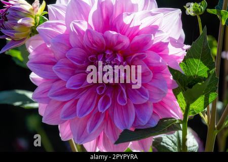 Pink semi cactus Dahlia im Sommer in der Sonne, Nahaufnahme Stockfoto