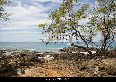 Malerische Lage entlang der Südwestküste von Maui in der Nähe der Bucht von La Perouse. Mit vulkanischem Felsen, sandigem Pfad, einem Baum und dem Meer. Stockfoto