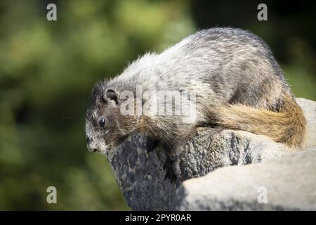 Das Baby-Murmeltier (Marmota caligata) liegt auf einem Felsbrocken im Mount Rainier National Park, Washington, USA Stockfoto