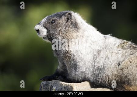 Marmota caligata (Marmota caligata) auf einem Felsbrocken, Mount Rainier National Park, Washington, USA Stockfoto