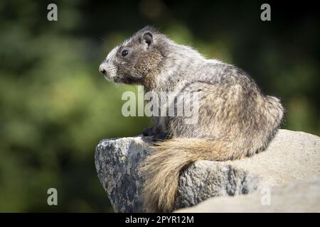 Das Baby-Murmeltier (Marmota caligata) liegt auf einem Felsbrocken im Mount Rainier National Park, Washington, USA Stockfoto