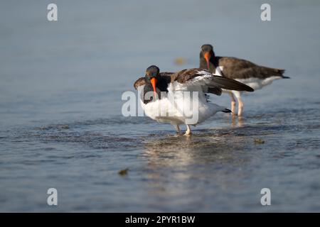 American Oystercatcher in Florida Stockfoto