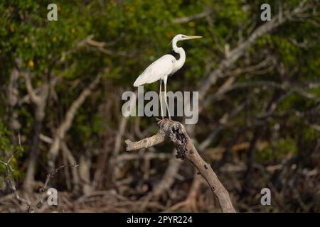 Weißer Morph Großer Blauer Reiher Hoch Oben In Florida Stockfoto