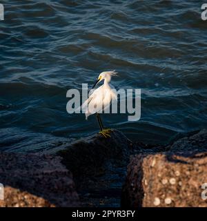 Ein weißer, teilweise schattiger Schneesturm pflegt, während er auf Granitfelsen in der Nähe des Wassers steht. Stockfoto