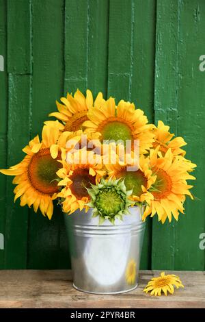 Ein Strauß wunderschöner Sonnenblumen im Eimer auf einem Holztisch nahe der grünen Wand Stockfoto